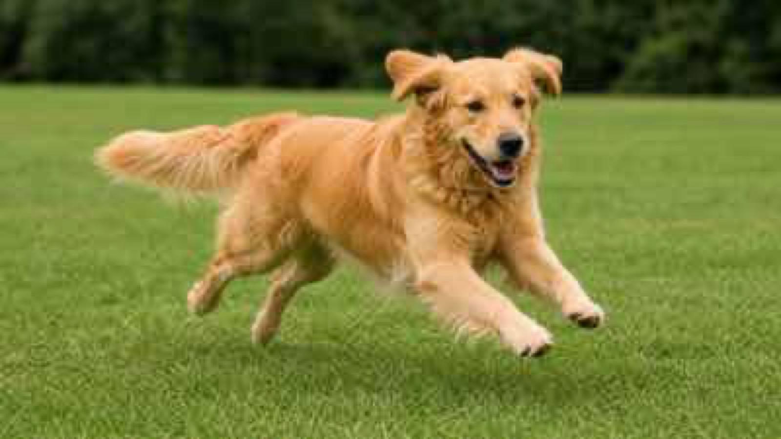 Small, soft photo of a running dog before upscaling